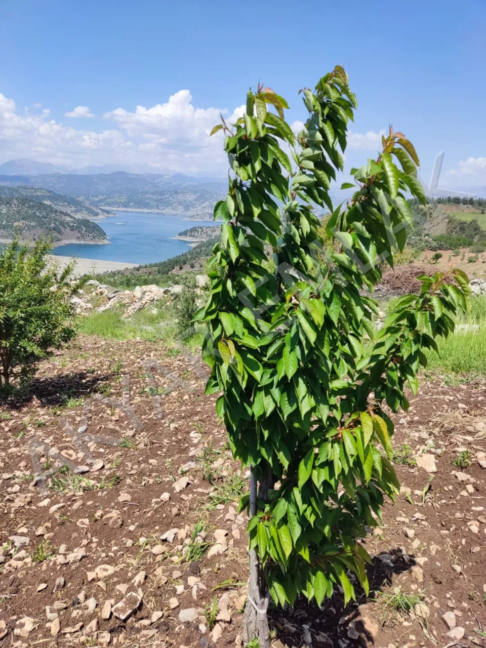 AKYAR EMLAK'DAN SARIÇUKUR'DA BARAJ MANZARALI BAĞ YERİ — 4