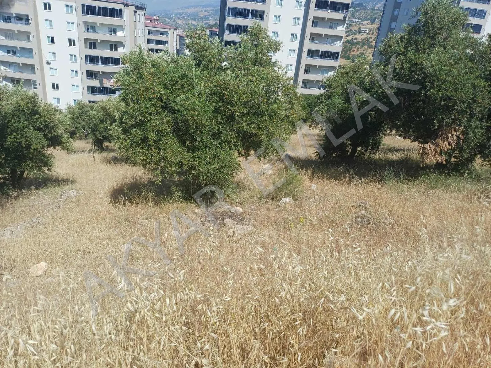 AKYAR EMLAK'DAN YENİKENT KONUTLAR YANI SATILIK ZEYTİNLİK + ARAZİ — 17