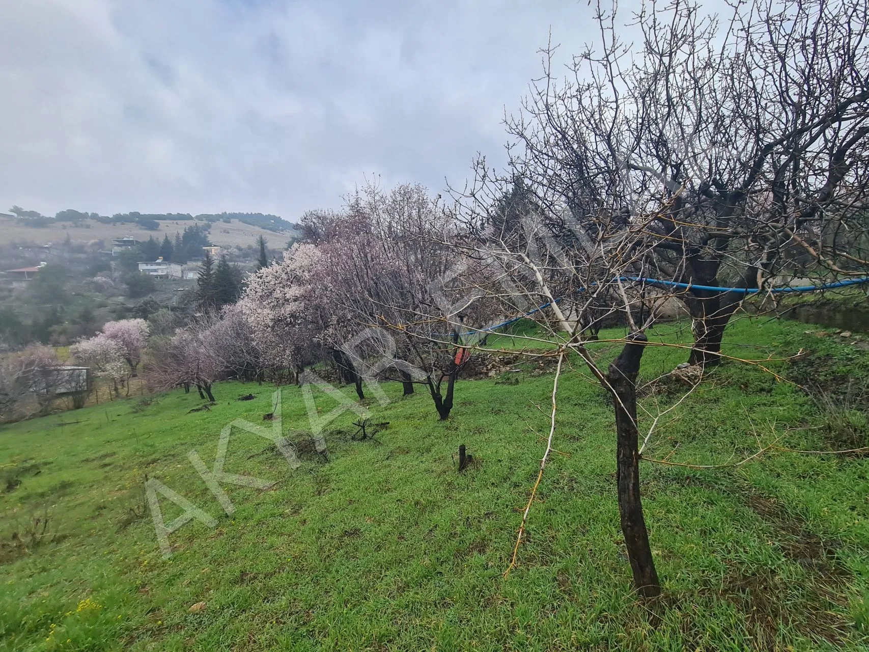 AKYAR EMLAK'DAN SARIKAYADA SATILIK BAĞ — 1