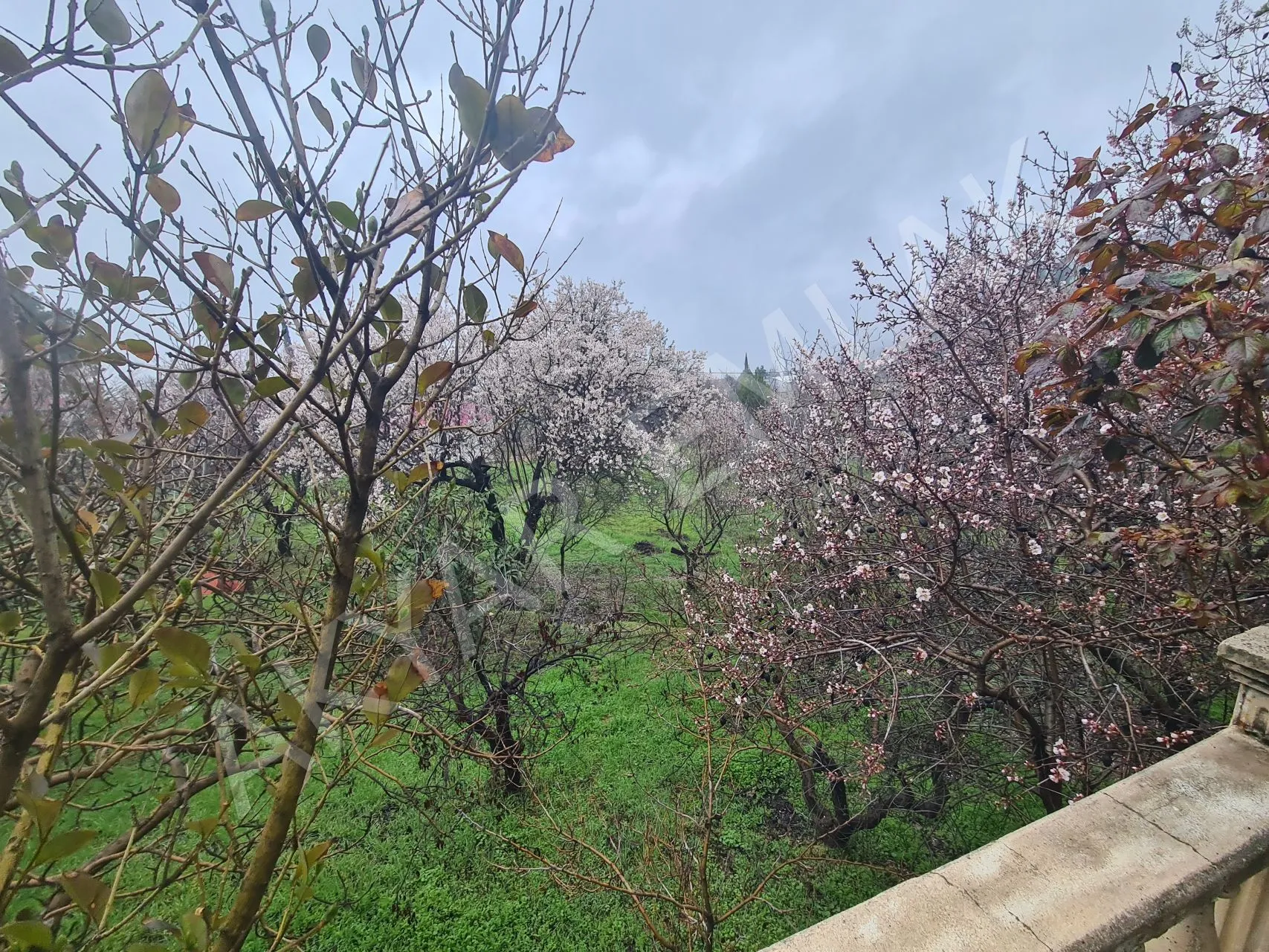 AKYAR EMLAK'DAN SARIKAYADA SATILIK BAĞ — 14