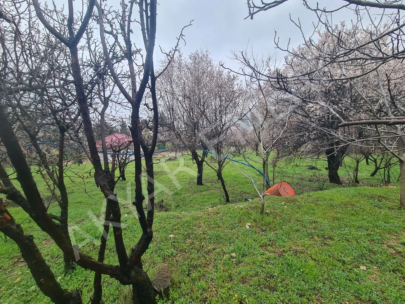 AKYAR EMLAK'DAN SARIKAYADA SATILIK BAĞ — 12
