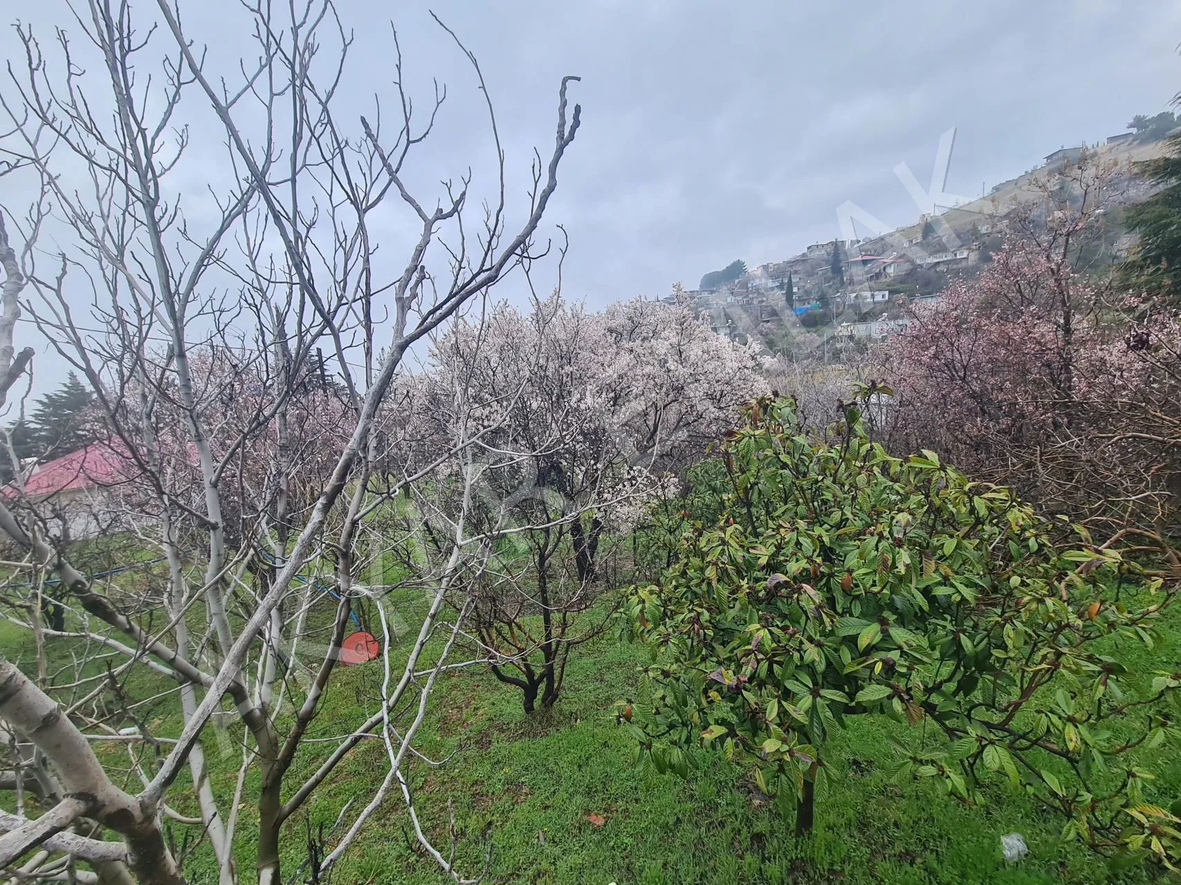 AKYAR EMLAK'DAN SARIKAYADA SATILIK BAĞ — 13