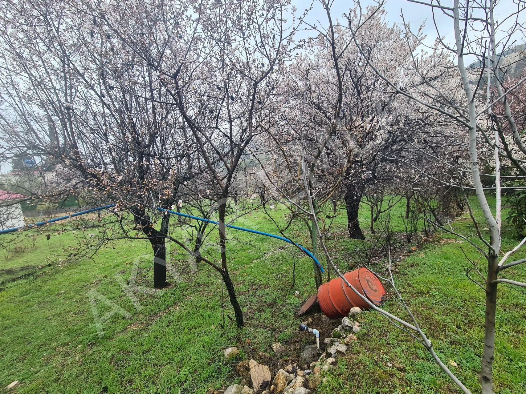 AKYAR EMLAK'DAN SARIKAYADA SATILIK BAĞ — 11