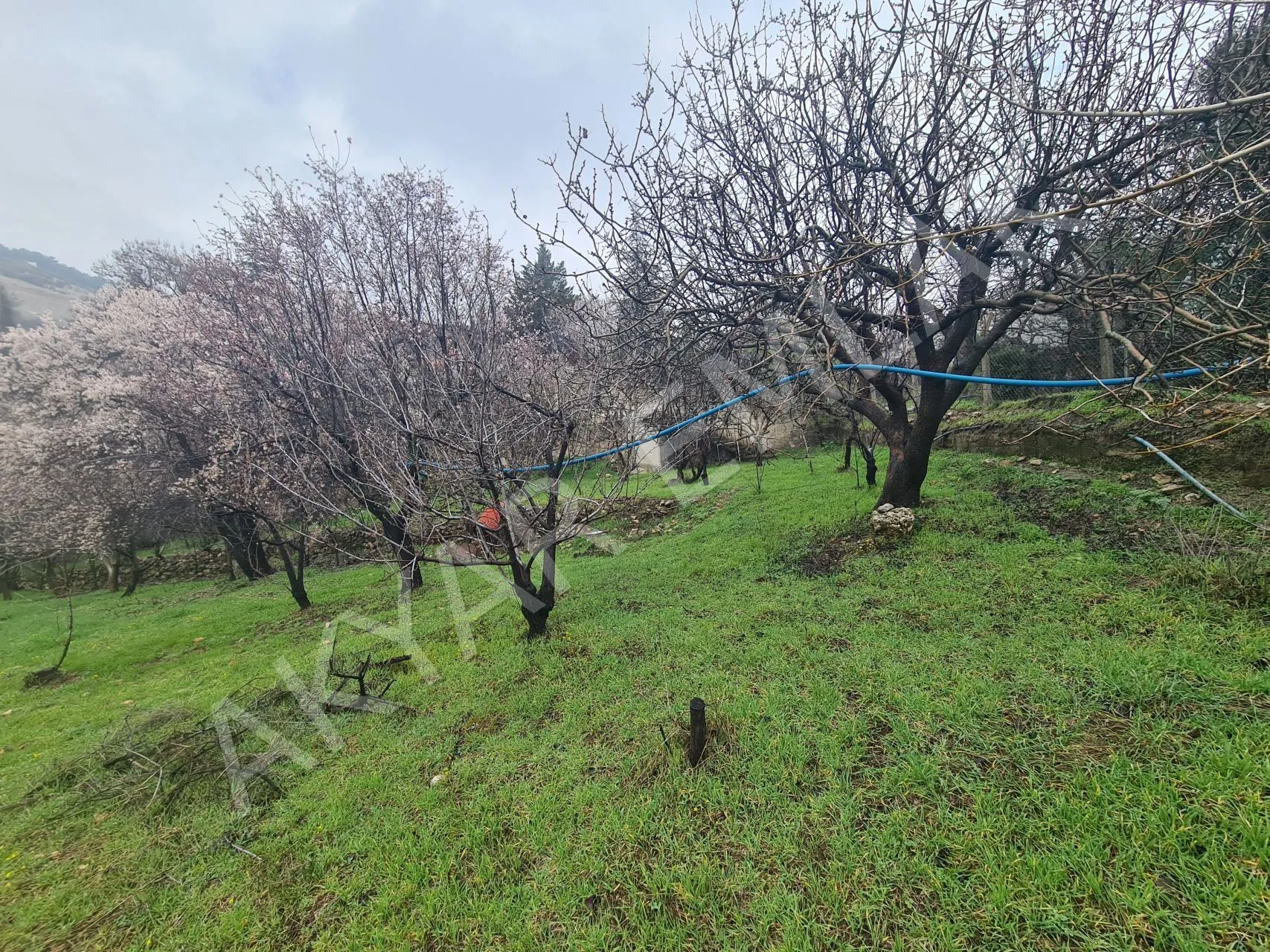 AKYAR EMLAK'DAN SARIKAYADA SATILIK BAĞ — 7